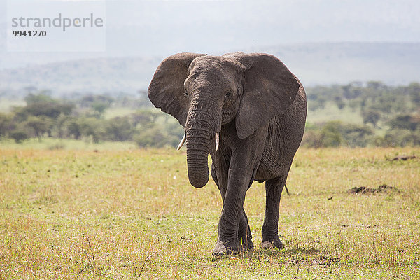 Ostafrika Afrikanischer Elefant Loxodonta africana Afrikanische Landschaftlich schön landschaftlich reizvoll Landschaft Tier Reise Säugetier Elefant Serengeti Nationalpark Wildtier Afrika Tansania