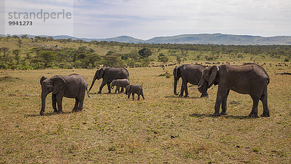 Ostafrika Afrikanischer Elefant Loxodonta africana Afrikanische Landschaftlich schön landschaftlich reizvoll Landschaft Tier Reise Säugetier Elefant jung Gnu Serengeti Nationalpark Wildtier Afrika Tansania