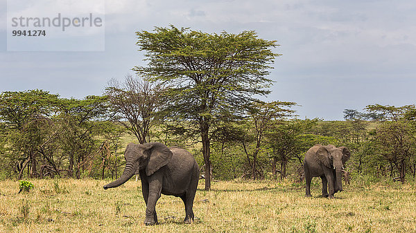 Ostafrika Afrikanischer Elefant Loxodonta africana Afrikanische Landschaftlich schön landschaftlich reizvoll Landschaft Tier Reise Säugetier Elefant Serengeti Nationalpark Wildtier Afrika Tansania
