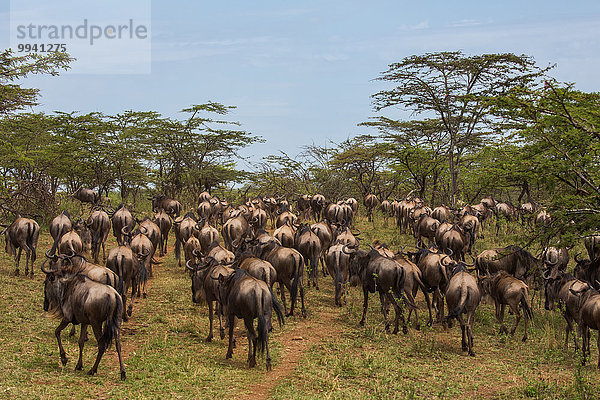 Ostafrika Tier Reise Herde Herdentier Säugetier Landschaftlich schön landschaftlich reizvoll Vogelschwarm Vogelschar Gnu Serengeti Nationalpark Wildtier Afrika Tansania