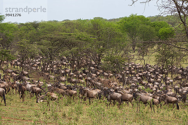 Ostafrika Tier Reise Herde Herdentier Säugetier Landschaftlich schön landschaftlich reizvoll Vogelschwarm Vogelschar Gnu Serengeti Nationalpark Wildtier Afrika Tansania