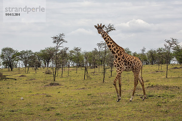 Ostafrika Giraffe Giraffa camelopardalis Tier Reise Säugetier Landschaftlich schön landschaftlich reizvoll Serengeti Nationalpark Wildtier Afrika Tansania