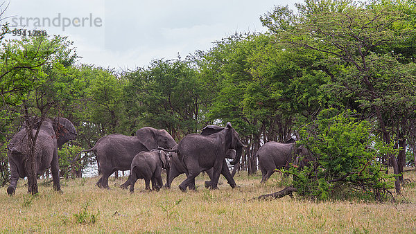 Ostafrika Afrikanischer Elefant Loxodonta africana Afrikanische Tier Reise Herde Herdentier Säugetier Landschaftlich schön landschaftlich reizvoll Elefant Vogelschwarm Vogelschar Serengeti Nationalpark Wildtier Afrika Tansania