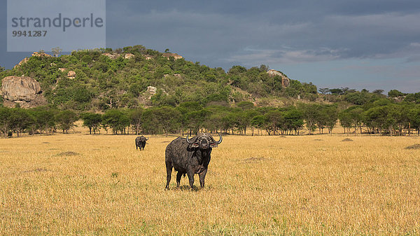 Ostafrika Kaffernbüffel Syncerus caffer Landschaftlich schön landschaftlich reizvoll Beleuchtung Licht Landschaft Tier Reise Säugetier Serengeti Nationalpark Wildtier Afrika Stimmung Tansania