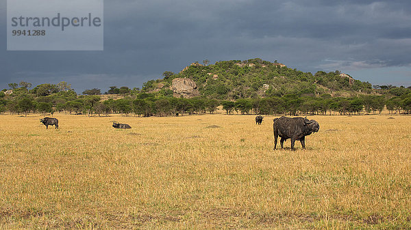 Ostafrika Kaffernbüffel Syncerus caffer Landschaftlich schön landschaftlich reizvoll Beleuchtung Licht Landschaft Tier Reise Säugetier Serengeti Nationalpark Wildtier Afrika Stimmung Tansania