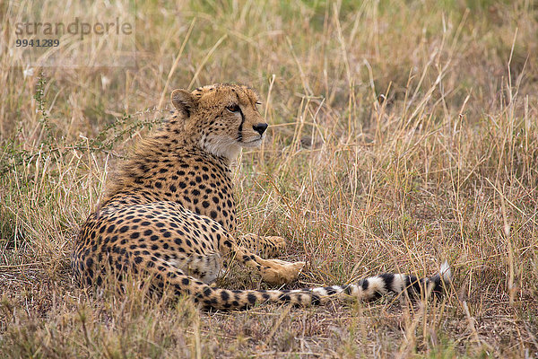 Ostafrika Gepard Acinonyx jubatus Tier Reise Säugetier Landschaftlich schön landschaftlich reizvoll Serengeti Nationalpark Wildtier Afrika Tansania