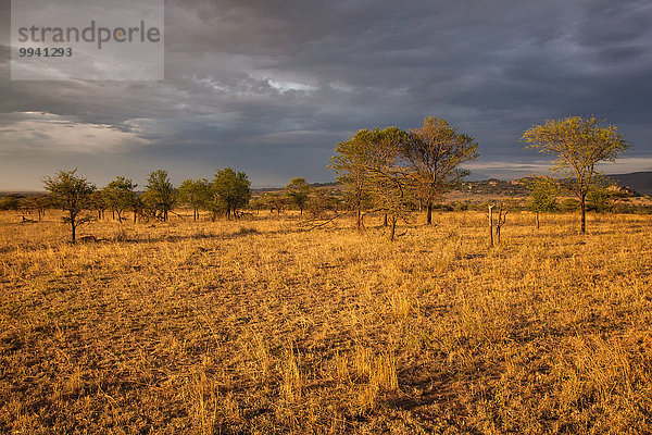 Ostafrika Landschaftlich schön landschaftlich reizvoll Baum Beleuchtung Licht Landschaft Reise Serengeti Nationalpark Afrika Stimmung Tansania
