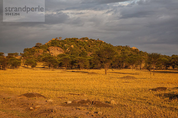 Ostafrika Felsbrocken Landschaftlich schön landschaftlich reizvoll Baum Beleuchtung Licht Landschaft Steilküste Reise Serengeti Nationalpark Afrika Stimmung Tansania