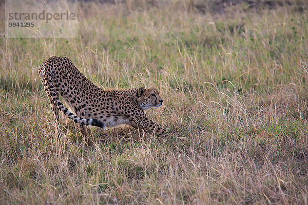 Ostafrika Gepard Acinonyx jubatus Tier Reise Säugetier Landschaftlich schön landschaftlich reizvoll Serengeti Nationalpark Wildtier Afrika Tansania