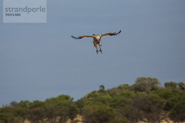 Ostafrika Tier Reise Landschaftlich schön landschaftlich reizvoll Vogel Serengeti Nationalpark Wildtier Afrika Tansania Geier