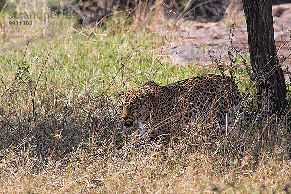 Ostafrika Leopard Panthera pardus Tier Reise Säugetier Landschaftlich schön landschaftlich reizvoll Serengeti Nationalpark Wildtier Afrika Tansania