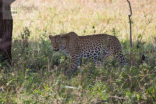 Ostafrika Leopard Panthera pardus Tier Reise Säugetier Landschaftlich schön landschaftlich reizvoll Serengeti Nationalpark Wildtier Afrika Tansania
