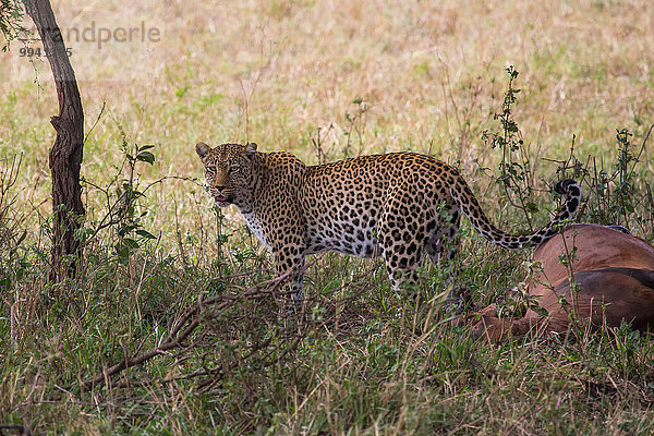 Ostafrika Leopard Panthera pardus Leierantilope Damaliscus lunatus Tier Reise Säugetier Landschaftlich schön landschaftlich reizvoll Serengeti Nationalpark Wildtier Afrika Tansania