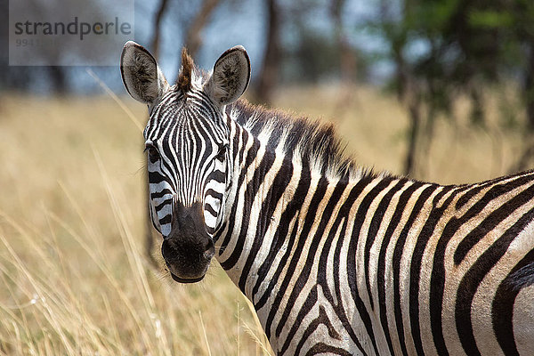 Ostafrika Steppenzebra Equus quagga Tier Reise Säugetier Landschaftlich schön landschaftlich reizvoll Zebra Serengeti Nationalpark Wildtier Afrika Tansania Equus quagga Steppenzebra