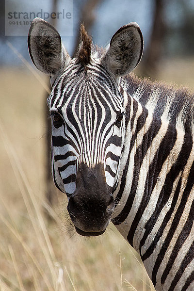 Ostafrika Steppenzebra Equus quagga Tier Reise Säugetier Landschaftlich schön landschaftlich reizvoll Zebra Serengeti Nationalpark Wildtier Afrika Tansania Equus quagga Steppenzebra