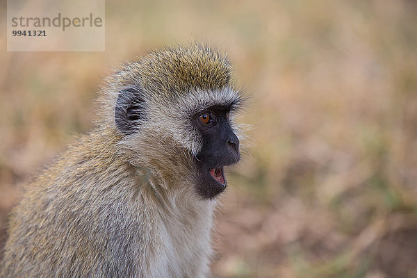 Ostafrika Tier Reise Säugetier Landschaftlich schön landschaftlich reizvoll Primate Affe Serengeti Nationalpark Wildtier Afrika Tansania