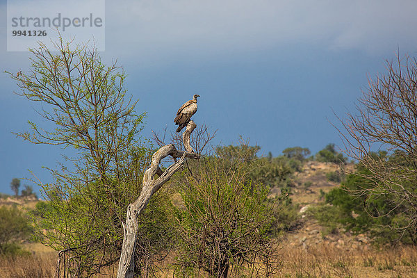 Ostafrika Landschaftlich schön landschaftlich reizvoll Landschaft Tier Reise Vogel Serengeti Nationalpark Wildtier Afrika Tansania Geier