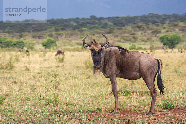 Ostafrika Tier Reise Säugetier Landschaftlich schön landschaftlich reizvoll Gnu Serengeti Nationalpark Wildtier Afrika Tansania