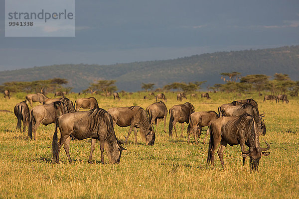 Ostafrika Landschaftlich schön landschaftlich reizvoll Beleuchtung Licht Landschaft Tier Reise Herde Herdentier Säugetier Vogelschwarm Vogelschar Gnu Serengeti Nationalpark Wildtier Afrika Stimmung Tansania