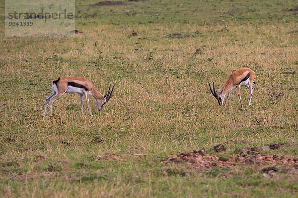 Ostafrika Thomsongazelle Gazella thomsonii Tier Reise Säugetier Landschaftlich schön landschaftlich reizvoll Serengeti Nationalpark Wildtier Afrika Tansania