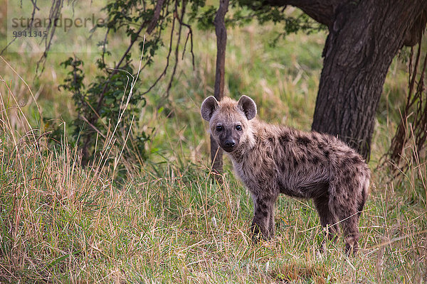 Ostafrika Tier Reise Säugetier Landschaftlich schön landschaftlich reizvoll jung Serengeti Nationalpark Wildtier Afrika Tansania