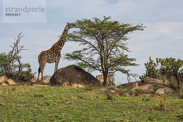 Ostafrika Landschaftlich schön landschaftlich reizvoll Giraffe Giraffa camelopardalis Landschaft Tier Reise Säugetier Serengeti Nationalpark Wildtier Afrika Tansania