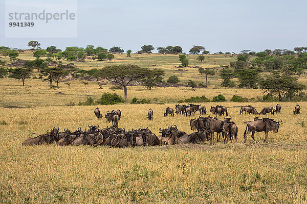 Ostafrika Landschaftlich schön landschaftlich reizvoll Landschaft Tier Reise Herde Herdentier Säugetier Vogelschwarm Vogelschar Gnu Serengeti Nationalpark Wildtier Afrika Tansania