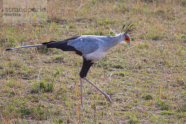 Ostafrika Tier Reise Landschaftlich schön landschaftlich reizvoll Vogel Sekretär Serengeti Nationalpark Wildtier Afrika Tansania