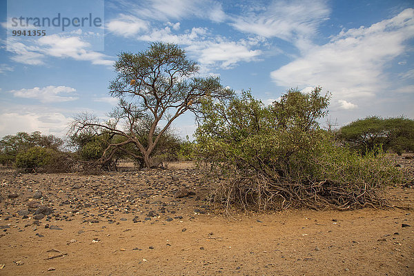 Ostafrika Landschaftlich schön landschaftlich reizvoll Baum Landschaft Reise Wüste Rift Valley Kenia Afrika Tansania