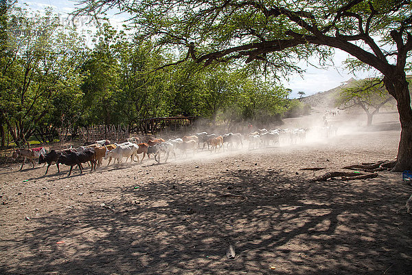 Ostafrika Hausrind Hausrinder Kuh Landschaftlich schön landschaftlich reizvoll Landschaft Tier Reise Säugetier Haustier Afrika Tansania