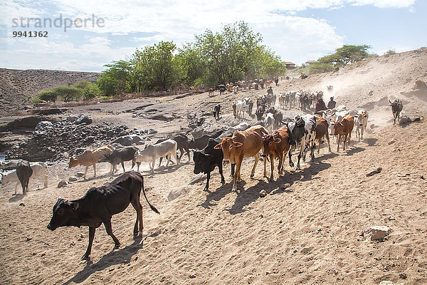 Ostafrika Hausrind Hausrinder Kuh Landschaftlich schön landschaftlich reizvoll Wasser Landschaft Tier Reise Säugetier Haustier Afrika Tansania