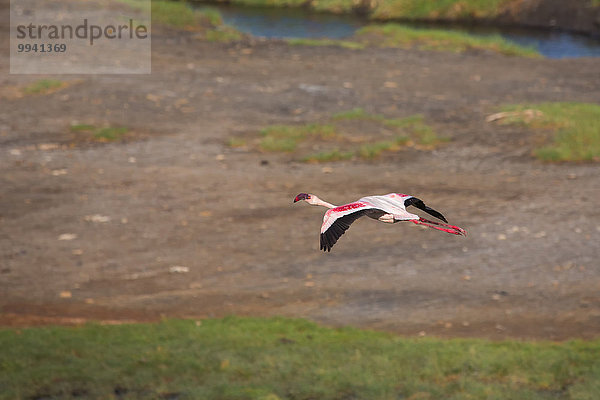 Ostafrika Wasser Tier Reise Landschaftlich schön landschaftlich reizvoll Vogel Sumpf Wildtier Afrika Flamingo Tansania