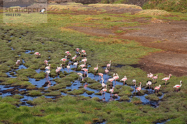 Ostafrika Wasser Tier Reise Landschaftlich schön landschaftlich reizvoll Vogel Sumpf Wildtier Afrika Flamingo Tansania