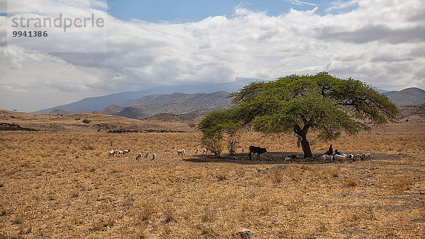 Ostafrika Hausrind Hausrinder Kuh Geiß Landschaftlich schön landschaftlich reizvoll Berg Mensch Menschen Baum Landschaft Tier Reise Säugetier Haustier Rift Valley Kenia Afrika Steppe Tansania