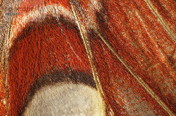 Detail Details Ausschnitt Ausschnitte Atlasspinner Attacus atlas
