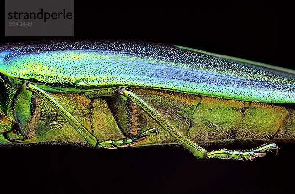 Crysochroa splendens  lateral view