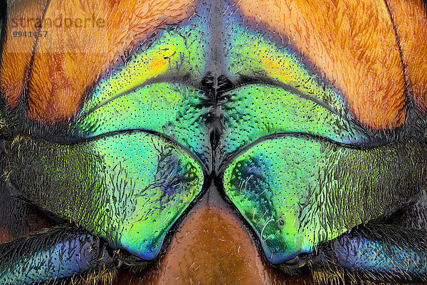 Chrisochroa saundersii  detail abdomen