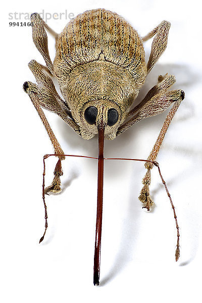 Makroaufnahme Natur Close-up Insekt Insektenkunde Käfer Biologie wirbelloses Tier