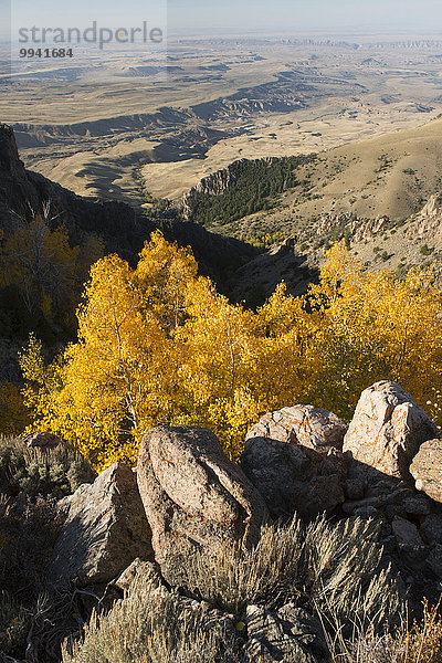Espe Populus tremula Vereinigte Staaten von Amerika USA Landschaftlich schön landschaftlich reizvoll Berg Amerika Landschaft niemand Natur Herbst Hain Wyoming