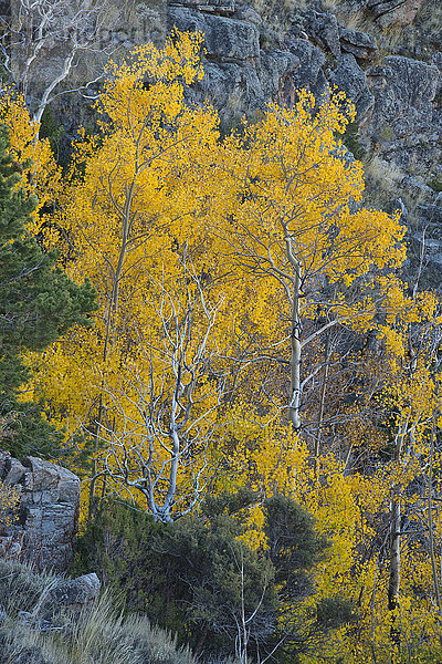 Espe Populus tremula Vereinigte Staaten von Amerika USA Berg Amerika Landschaft Natur Herbst Hain Wyoming