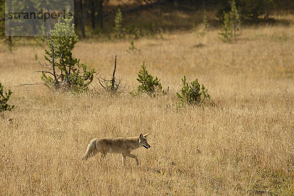 Vereinigte Staaten von Amerika USA Nationalpark Kojote Canis latrans Amerika Tier Natur Yellowstone Nationalpark UNESCO-Welterbe Rocky Mountains Wildtier Wyoming