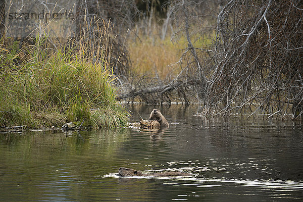Vereinigte Staaten von Amerika USA Nationalpark Amerika Tier Rocky Mountains Grand Teton Nationalpark Biber Wildtier Wyoming