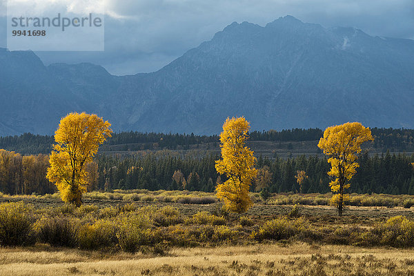 Vereinigte Staaten von Amerika USA Nationalpark Berg Amerika Landschaft Landschaftlich schön landschaftlich reizvoll Natur Herbst Rocky Mountains Grand Teton Nationalpark Laub Wyoming