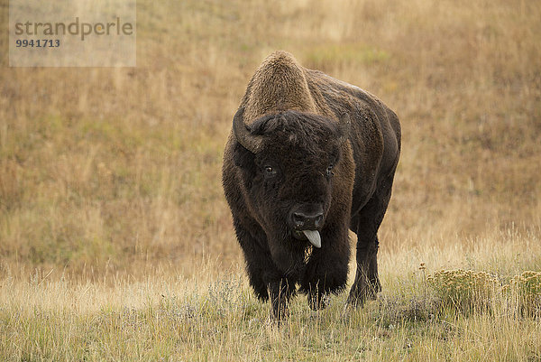 Vereinigte Staaten von Amerika USA Nationalpark Amerika Tier Säugetier Tierische Zunge Yellowstone Nationalpark UNESCO-Welterbe Rocky Mountains Amerikanischer Bison Bison Wildtier Wyoming