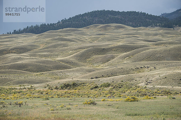 Vereinigte Staaten von Amerika USA Nationalpark Amerika Landschaft Tier Yellowstone Nationalpark UNESCO-Welterbe Rocky Mountains Gabelbock Antilocapra americana Antilope Wildtier Wyoming