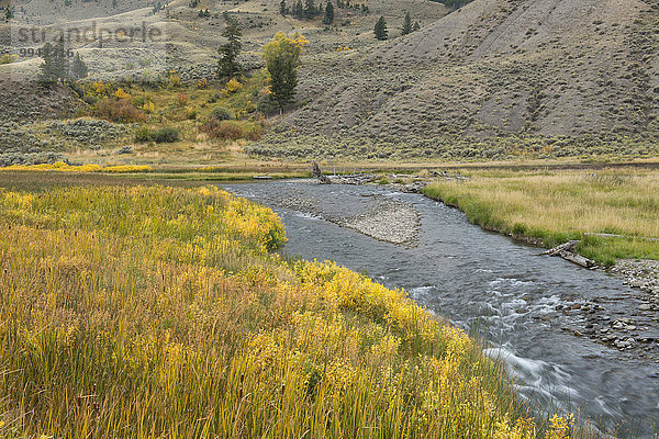 Vereinigte Staaten von Amerika USA Nationalpark Amerika Landschaft Natur Fluss Herbst Yellowstone Nationalpark UNESCO-Welterbe Rocky Mountains Wyoming
