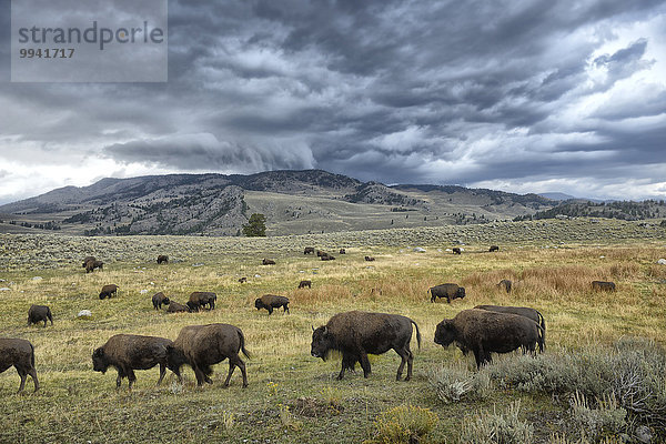 Vereinigte Staaten von Amerika USA Amerika Sturm Herde Herdentier Büffel UNESCO-Welterbe Rocky Mountains Yellowstone Nationalpark Wildtier Wyoming