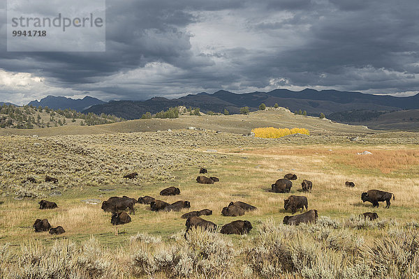 Vereinigte Staaten von Amerika USA Nationalpark Amerika Landschaft Tier Herde Herdentier Yellowstone Nationalpark UNESCO-Welterbe Rocky Mountains Amerikanischer Bison Bison Wildtier Wyoming