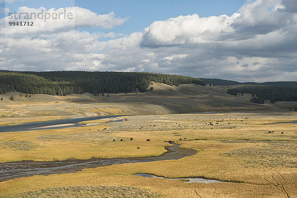 Vereinigte Staaten von Amerika USA Nationalpark Amerika Landschaft Tier Yellowstone Nationalpark UNESCO-Welterbe Rocky Mountains Bison Hayden Valley Wyoming