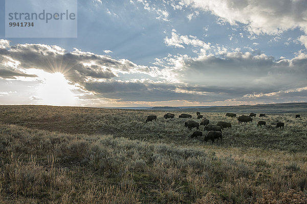 Vereinigte Staaten von Amerika USA Nationalpark Amerika Sonnenuntergang Tier Herde Herdentier Säugetier Yellowstone Nationalpark UNESCO-Welterbe Rocky Mountains Bison grasen Hayden Valley Wildtier Wyoming